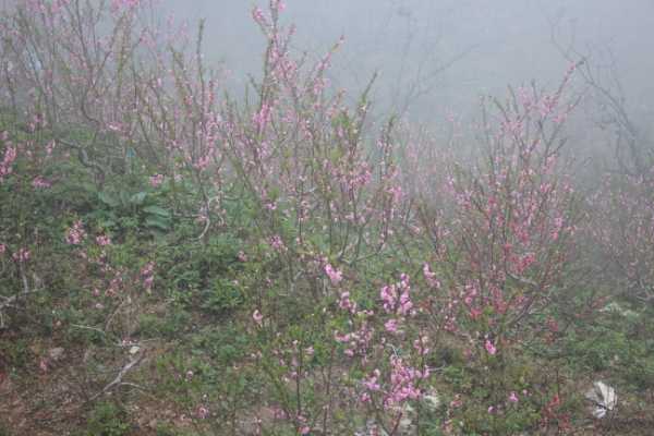 Giữ sắc xuân trên những cành đào Sa Pa