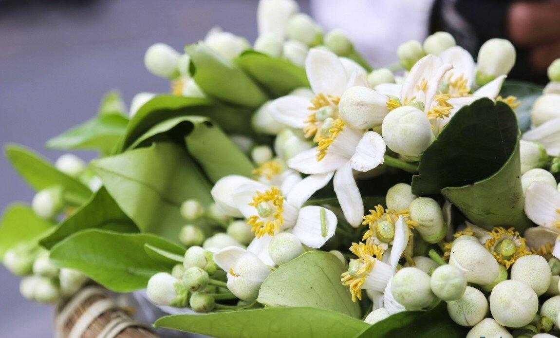 Mùa hoa Bưởi nở rộ, chị em đua nhau làm món ăn ‘chơi’ hồi thơ ấu