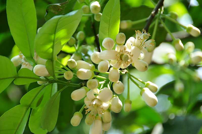 Mùa hoa Bưởi nở rộ, chị em đua nhau làm món ăn ‘chơi’ hồi thơ ấu